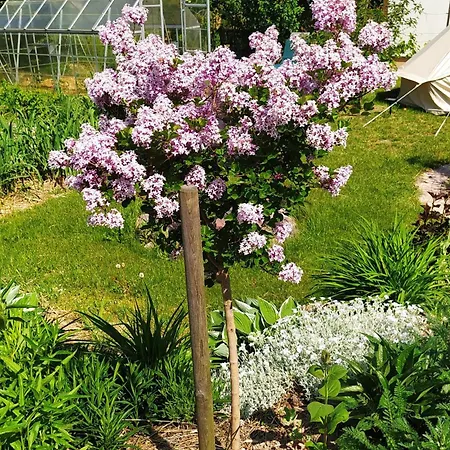 Na Wsi - Sauna I Jacuzzi 홈스테이 Dabrowka (Wolomin)